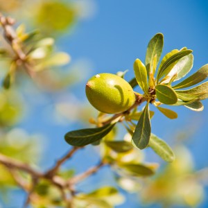 argan-oil